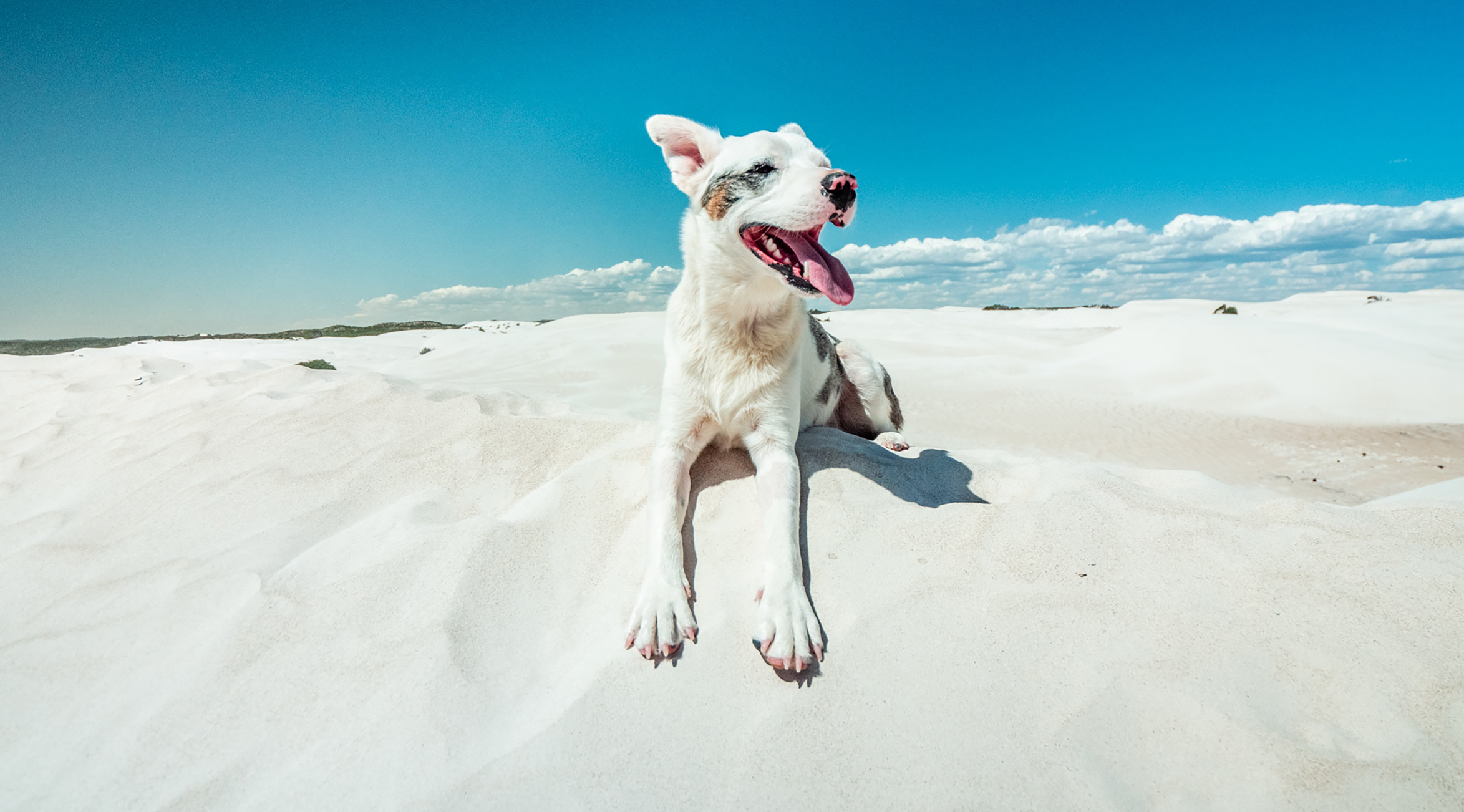 Dog laying on the sand at a beach