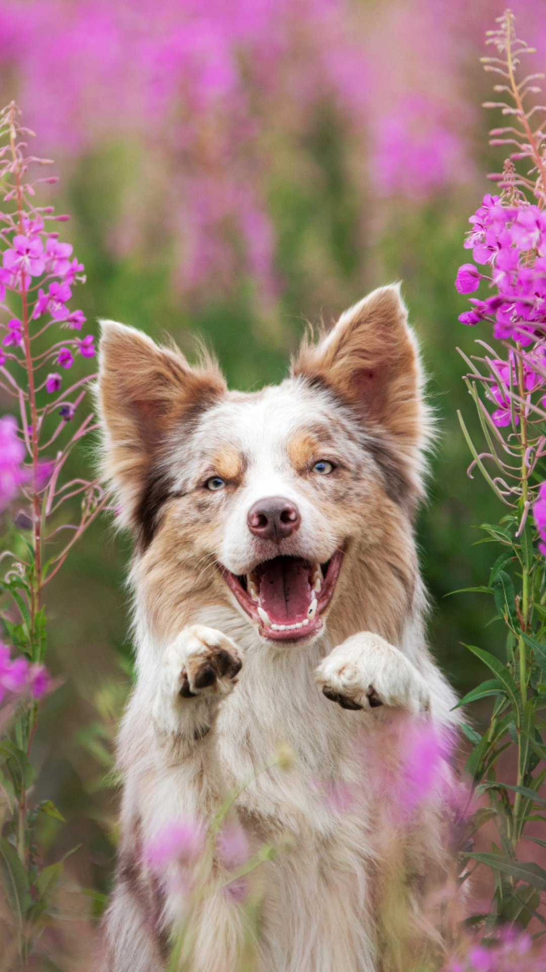 Top Dog Film Festival 2025