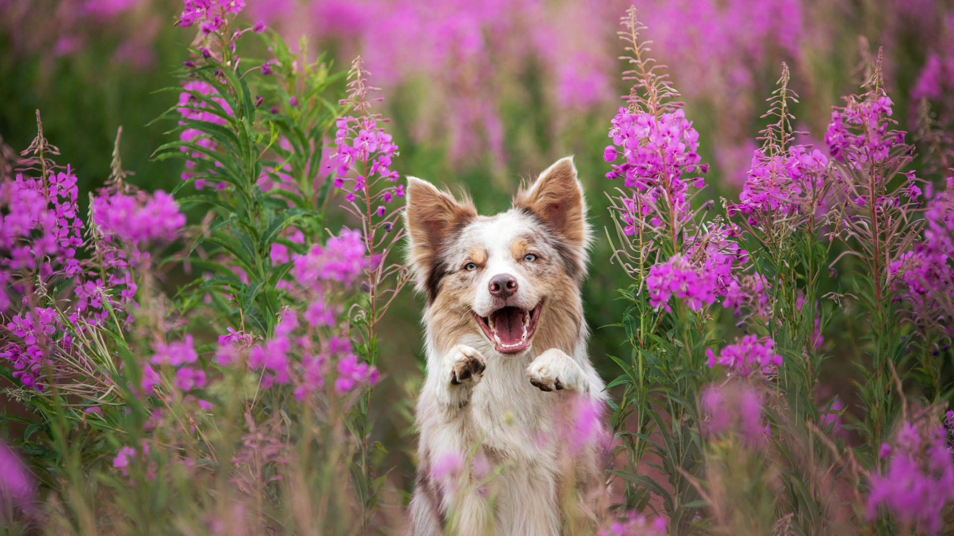 Top Dog Film Festival 2025