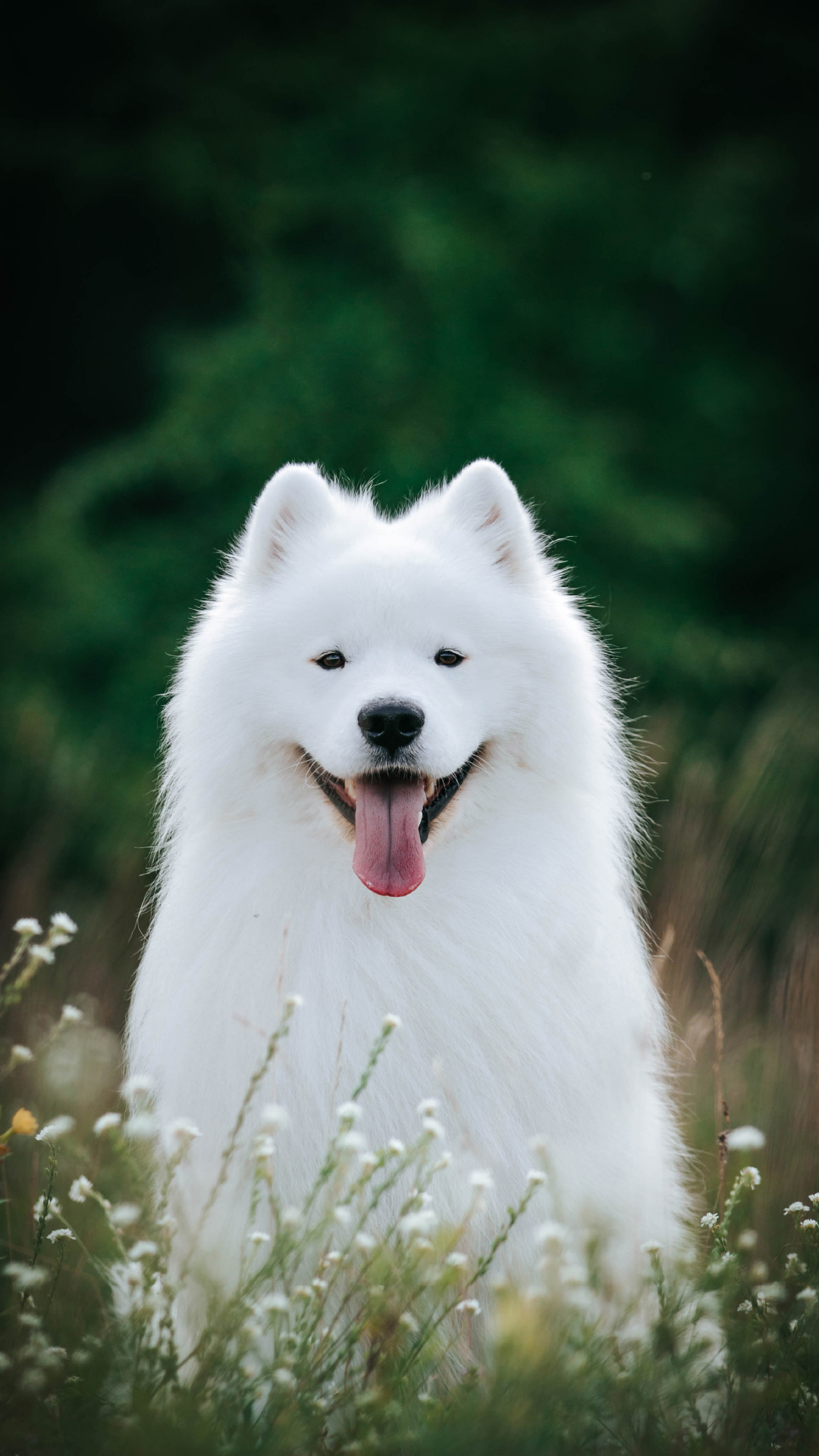 Top Dog Film Festival 2026