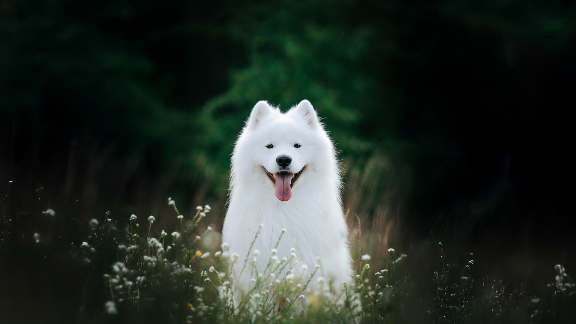 Top Dog Film Festival 2026