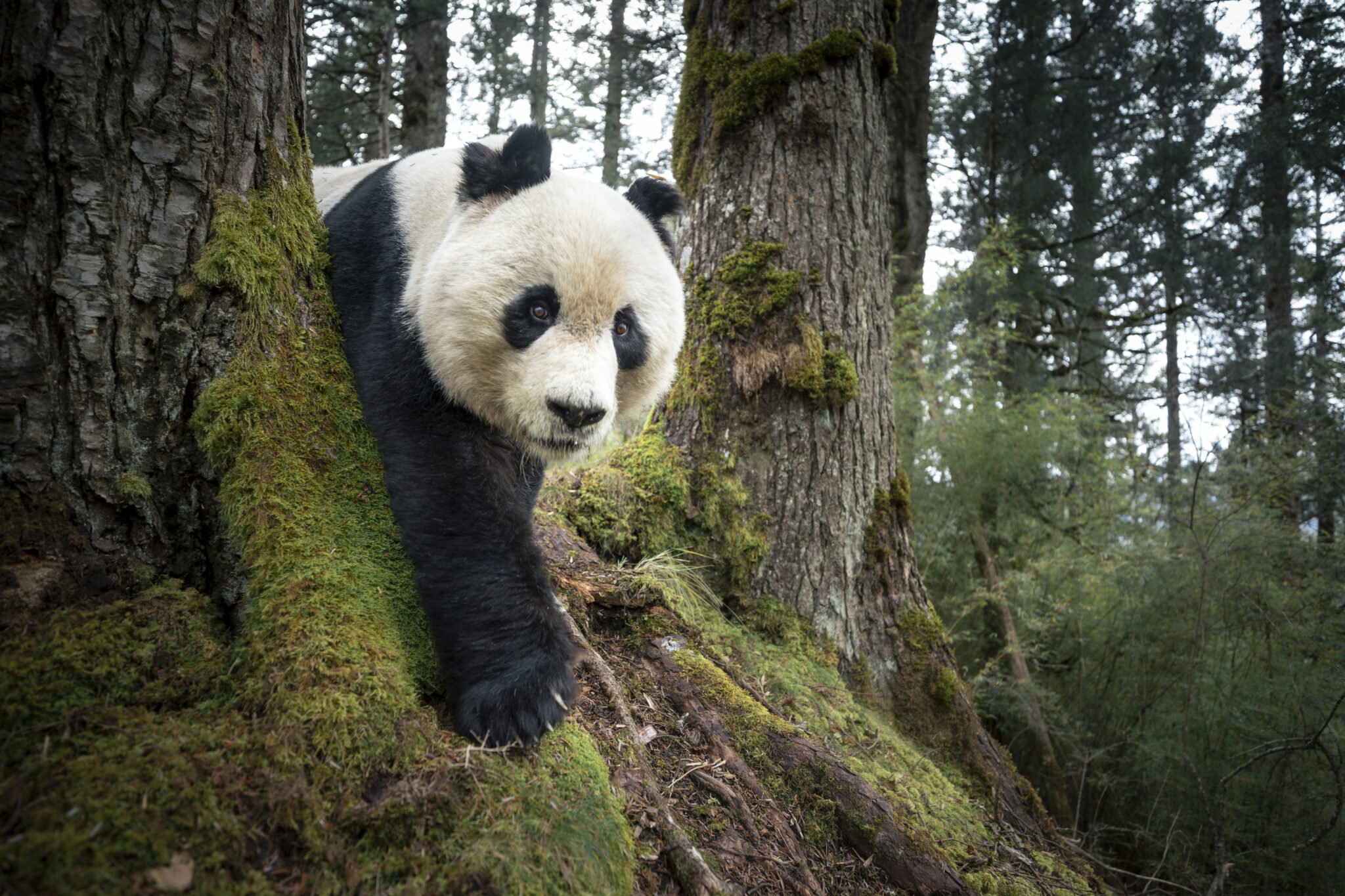 A giant panda walks between moss-covered tree trunks in a lush forest, surrounded by greenery and tall trees—an image reminiscent of those featured at the World Press Photo Exhibition 2025 Brisbane Powerhouse.