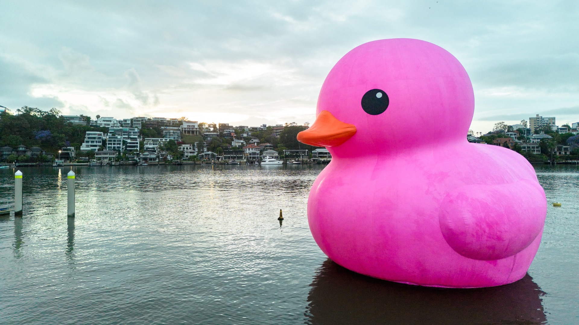Rubber Duck