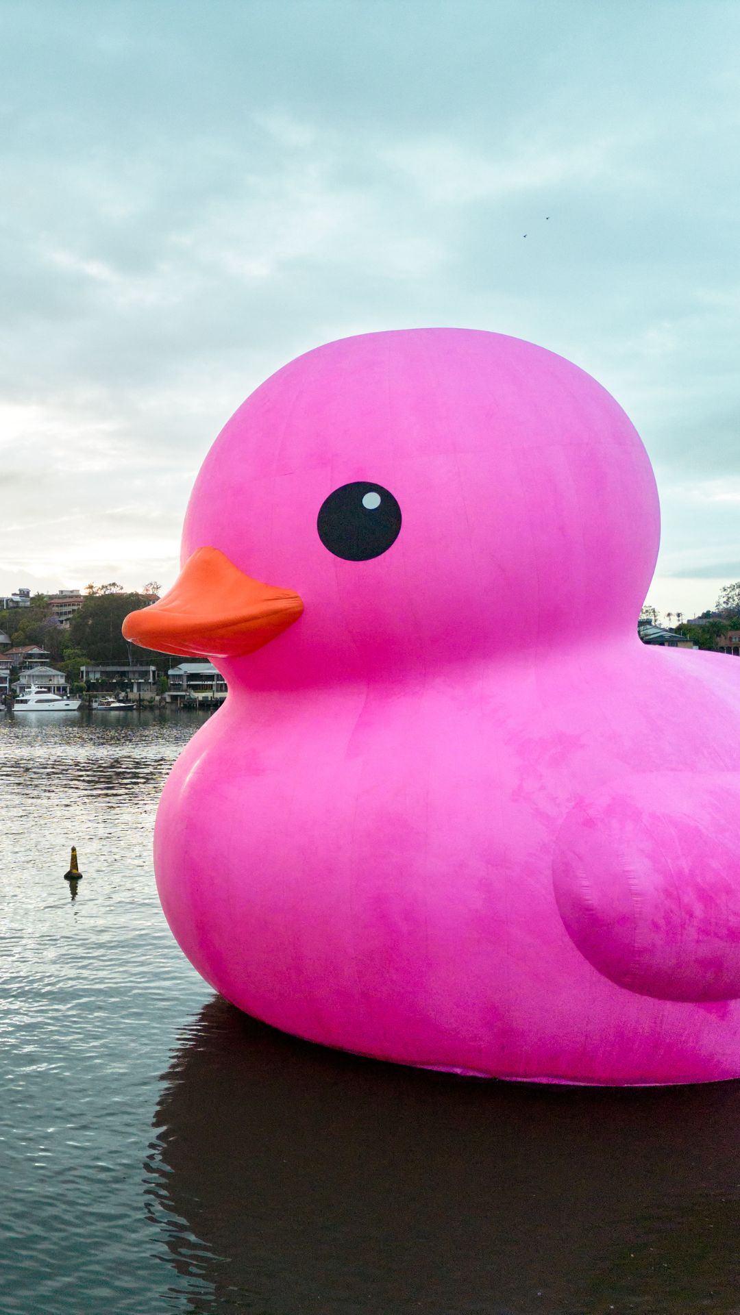 Rubber Duck